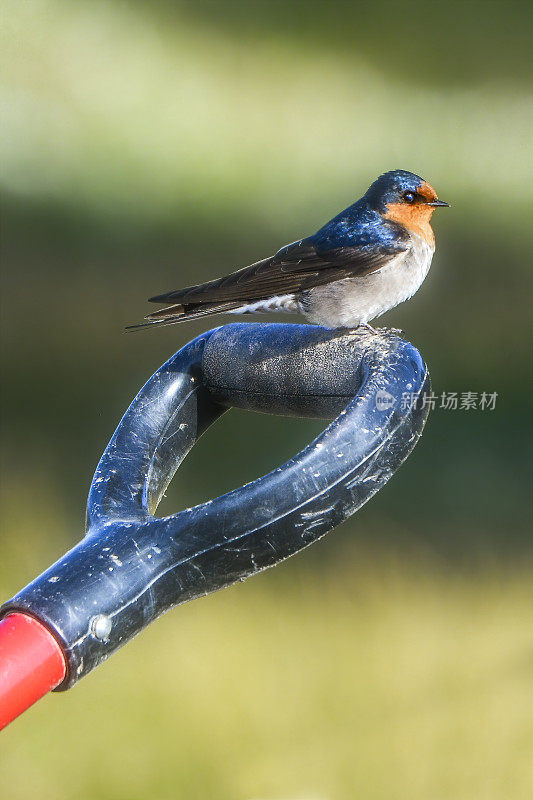 欢迎吞咽(Hirundo neoxena)